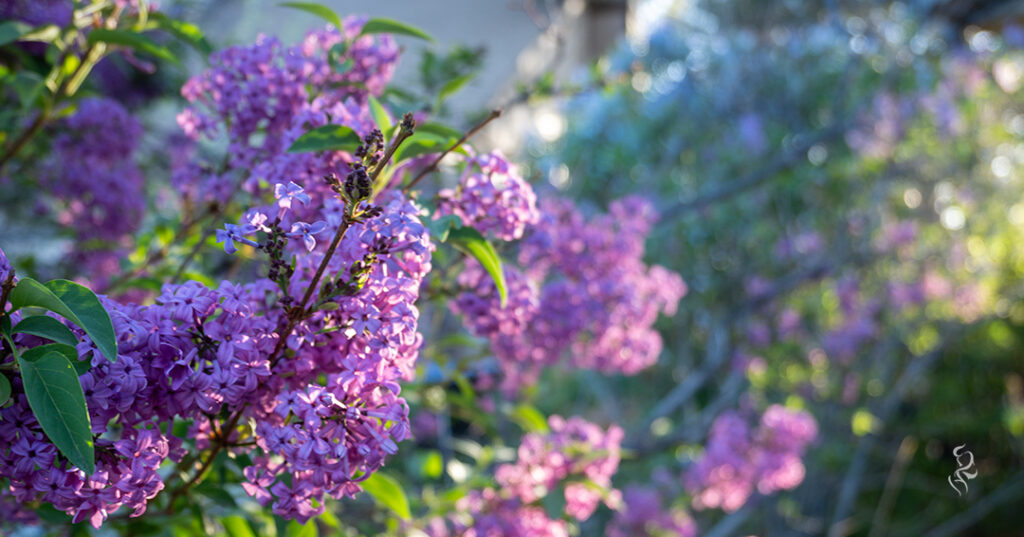A photo of lilacs from the garden in '22 scaled to instagram landscape dimensions.