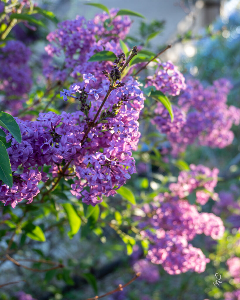 A photo of lilacs from the garden in '22 scaled to instagram portrait dimensions.