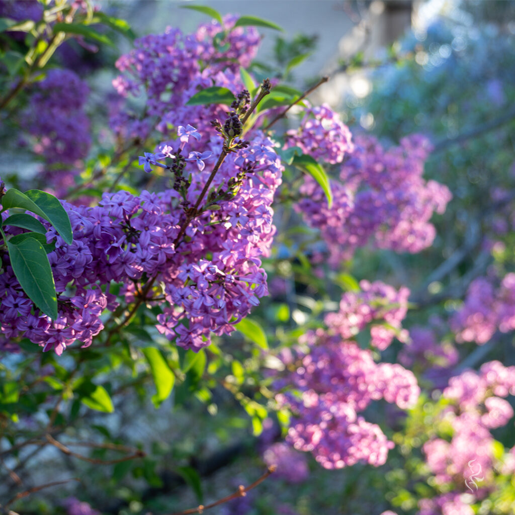 A photo of lilacs from the garden in '22 scaled to instagram square (1x1) dimensions.