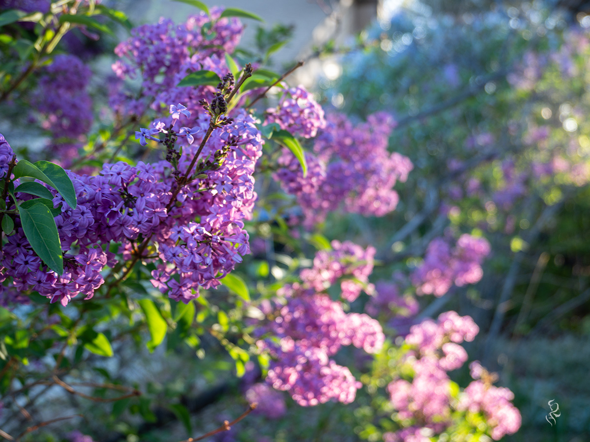 A photo of lilacs from the garden in '22 scaled to wordpress landscape dimensions.