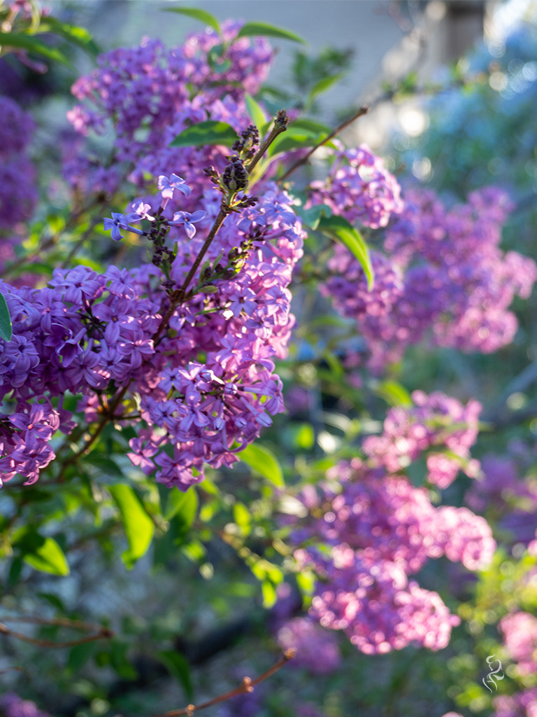 A photo of lilacs from the garden in '22 scaled to wordpress mobile dimensions.