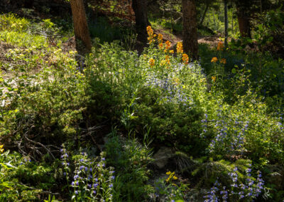 Pretty Wildflowers at Golden Gate State Park in Colorado, Summer 2023