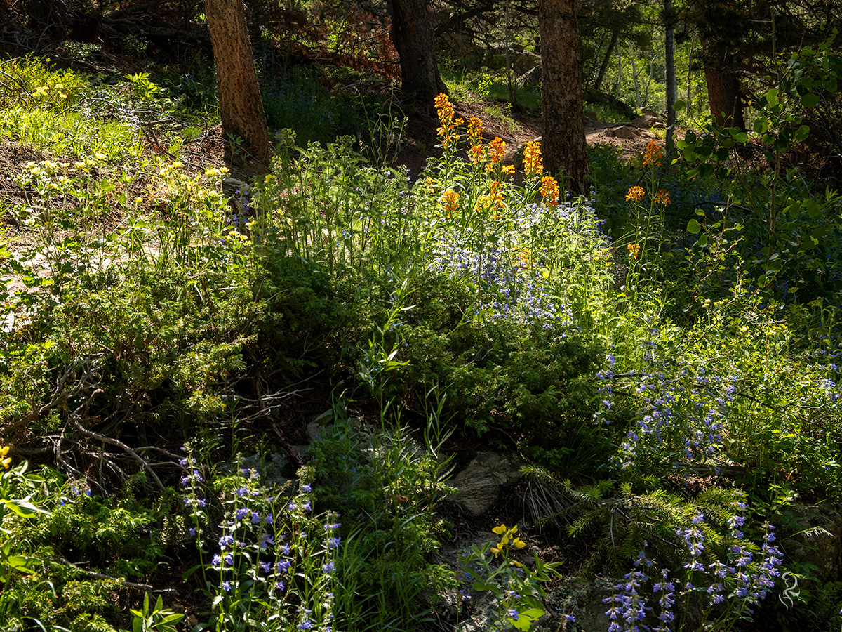 Some pretty orange and blue wildflowers in bloom at Golden Gate State Park in Colorado during summer.